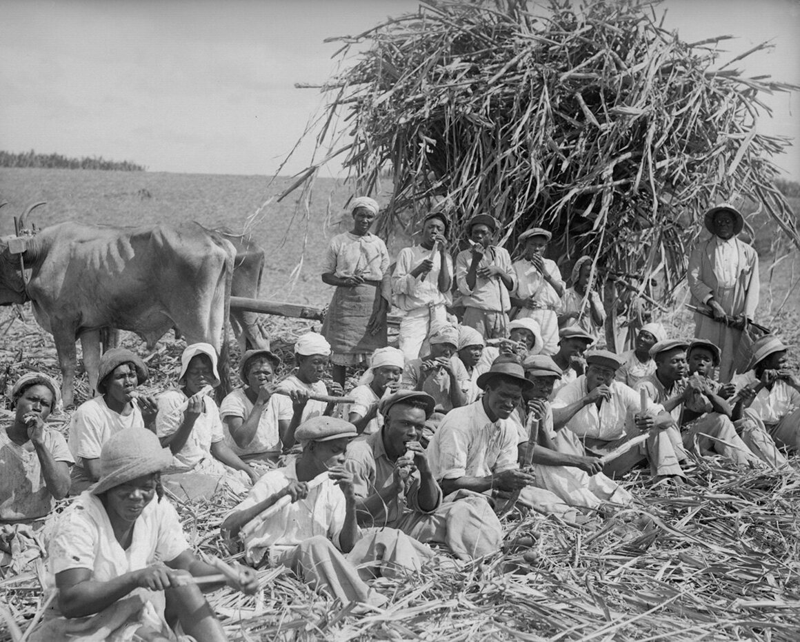 Sugarcane from Barbados, shown here in 1934, changed the trajectory of the biscuit.