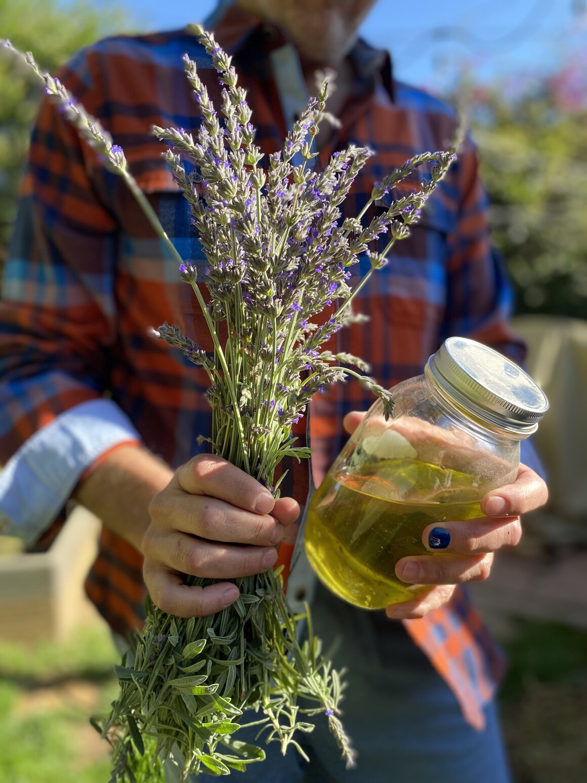 To learn first-hand about healing with plants, Shorter practices medicinal recipes in his own garden. Pictured is this year's lavender harvest with the oil made from last year’s harvest. 