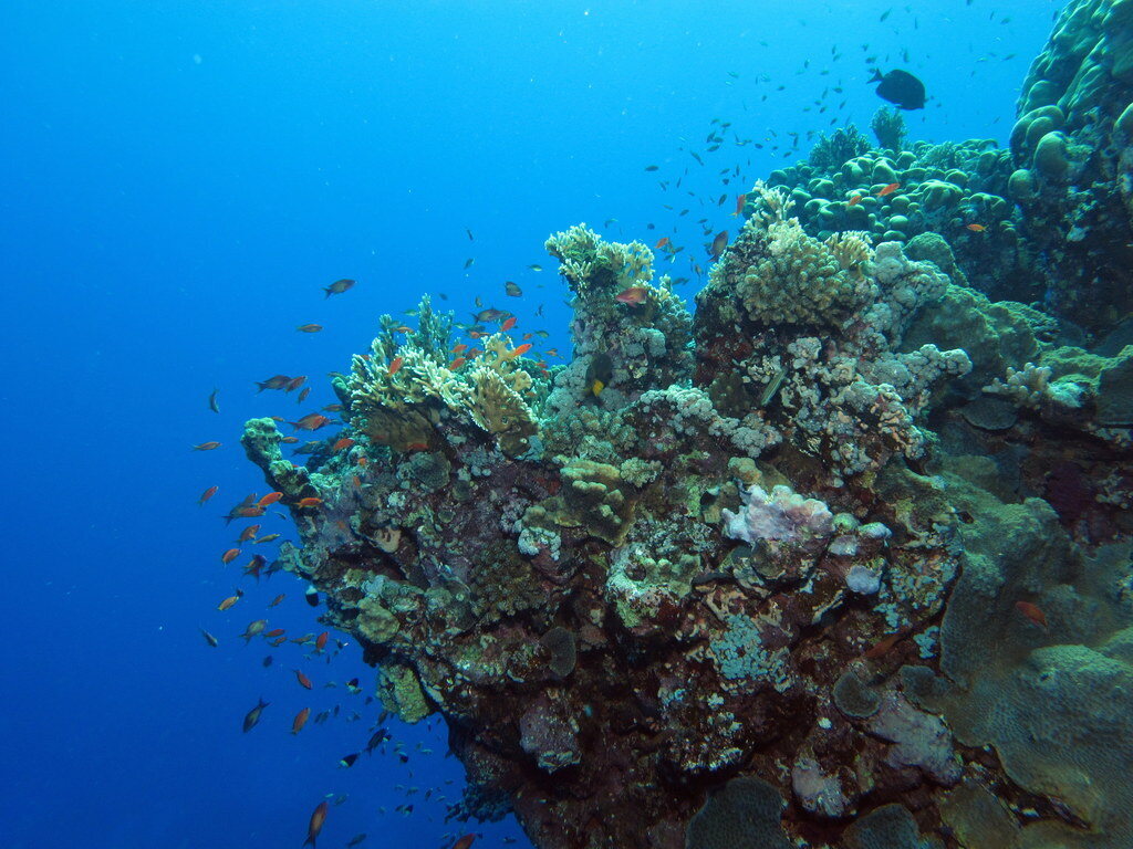 The Red Sea's rich biodiversity attracts divers and snorkelers from around the world to spots such as Egypt's Halahi Reef.
