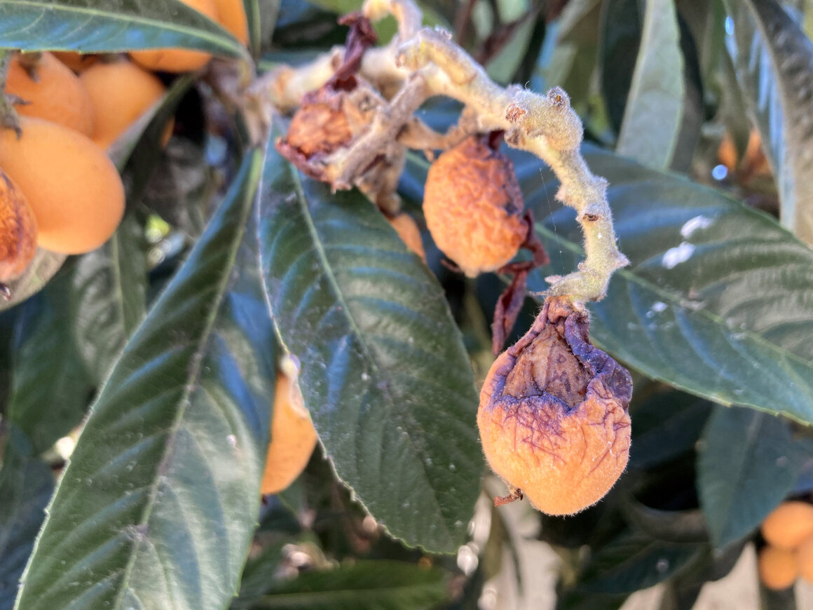 Loquats in Los Angeles often rot without being consumed.