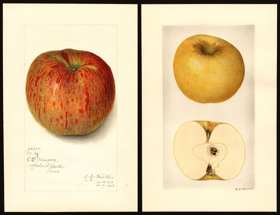 Two of the heritage apples that sparked Brown's passion project: the Grimes Golden and 20 Ounce.