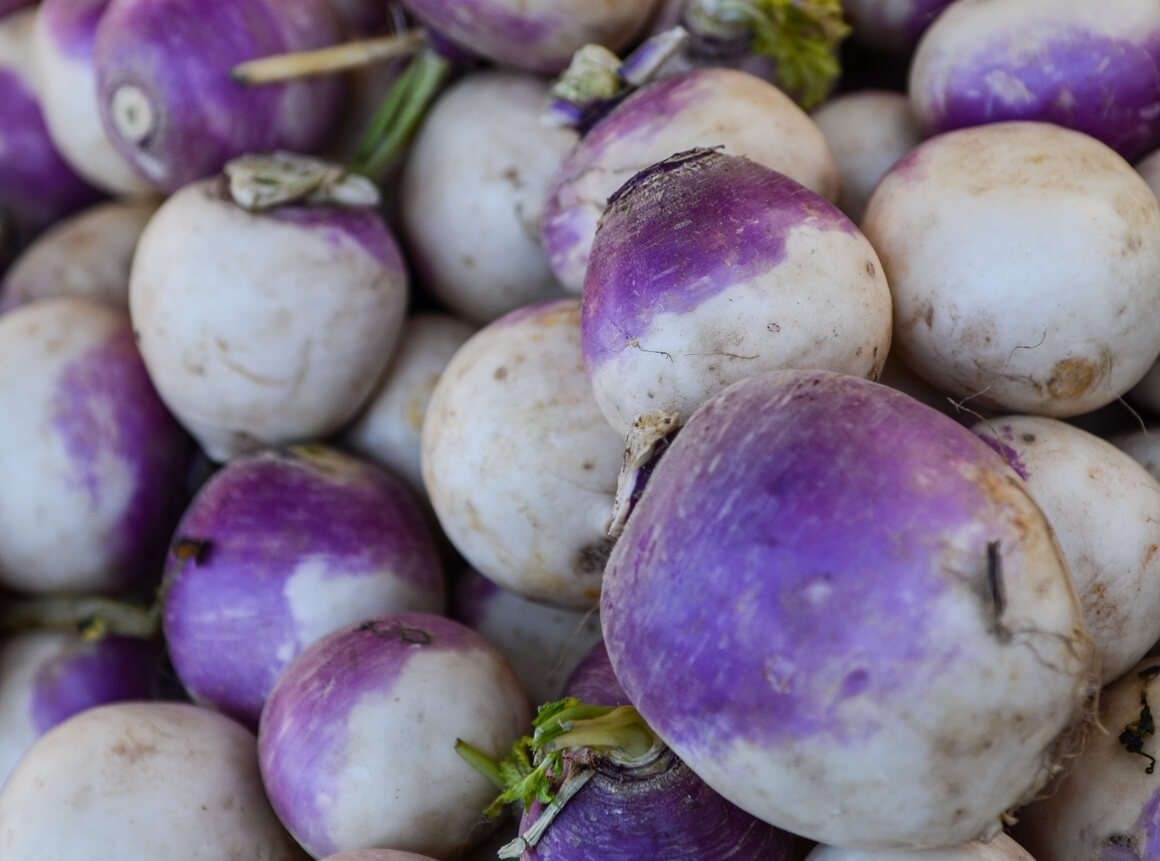 Genetic research indicates that the turnip was likely the first <em>Brassica rapa</em> crop, originating up to 6,000 years ago in Central Asia.