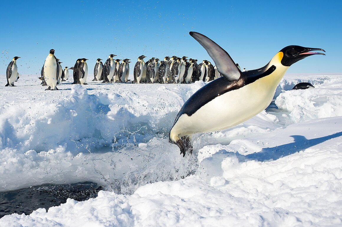 Several penguin species call the Antarctic ecosystem home.