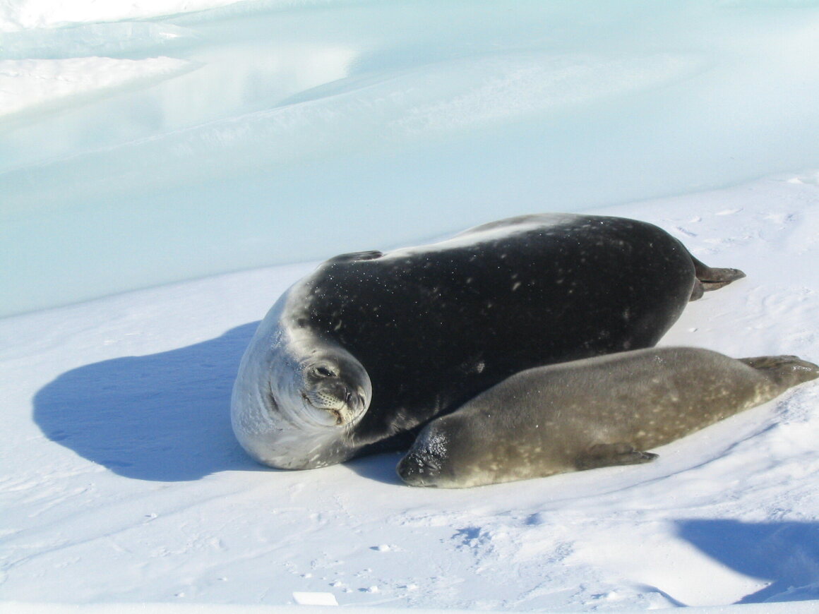 Weddell seals are commonly spotted close to New Zealand's Scott Base, where the Ross Ice Shelf meets open water in summer.