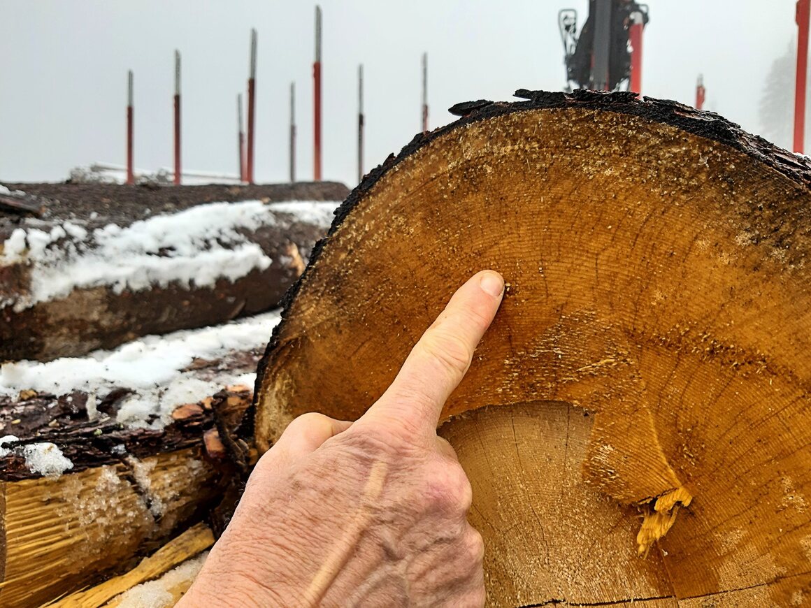 Fabio Ognibeni looks for tight, even growth rings in the outer parts of spruce logs. 