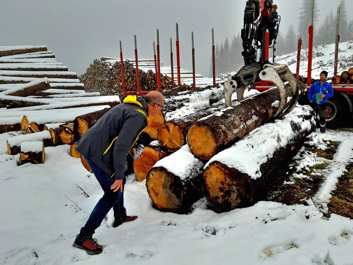 Fabio Ognibeni examines trees felled by a winter storm to see if they are suitable for making musical instruments. 