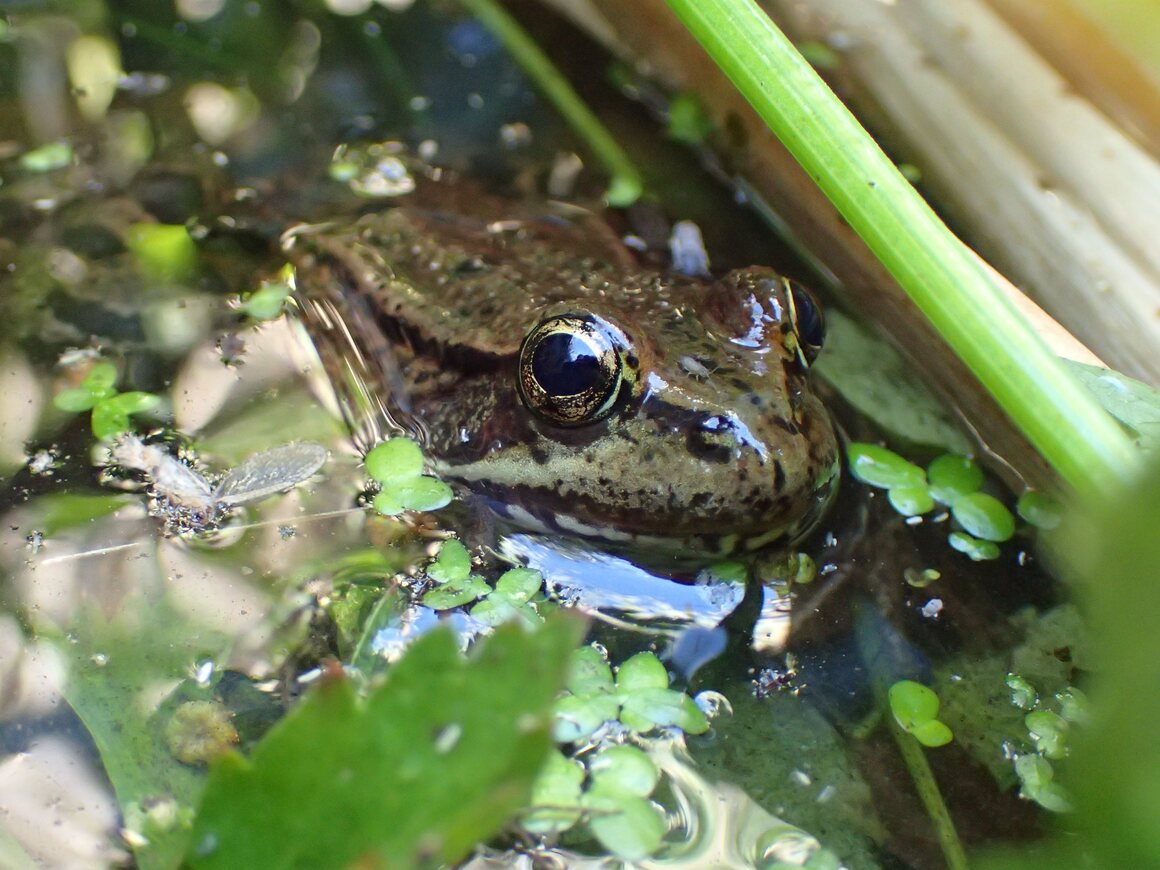 The California red-legged frog is the San Francisco garter snake's main meal.
