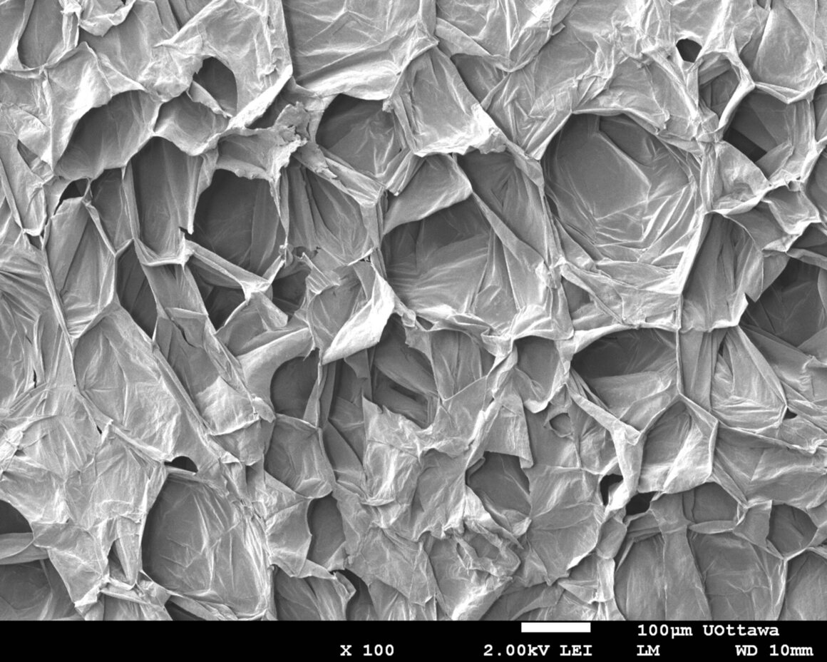 Scanning Electron Microscopy (SEM) images of the porous microstructure of decellularized apple tissue in which cells can grow.