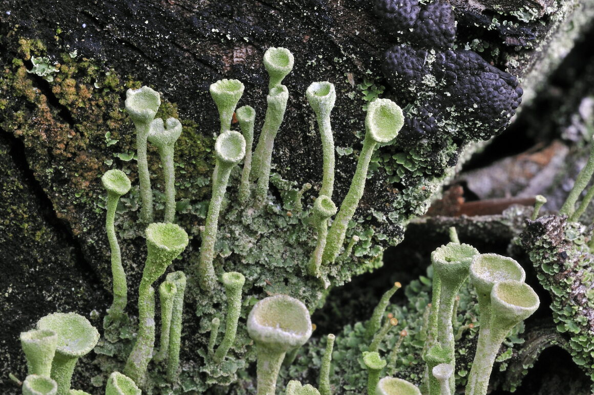 Powdered goblet lichen (<em>Cladonia fimbriata</em>). 
