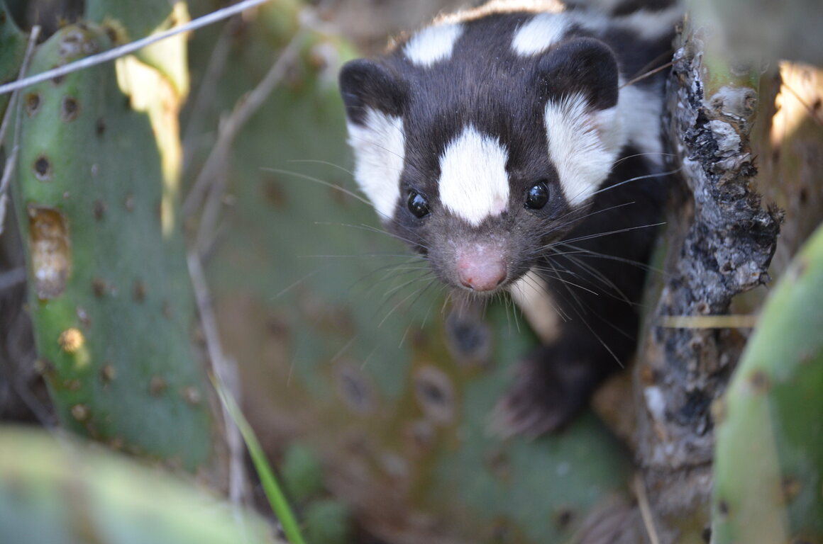 Spotted skunks are lively, inquisitive animals but don't often cross paths with humans.