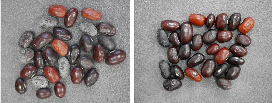 Darwin's beans, before and after cleaning.