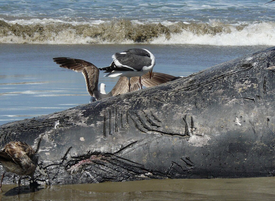 On the beach at Morro Bay in California, the carcass of a gray calf bears the scars indicative of an orca attack.