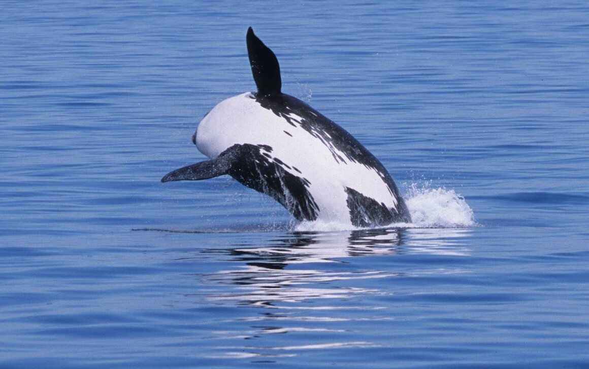 An orca, or killer whale, makes a breach off the California coast.