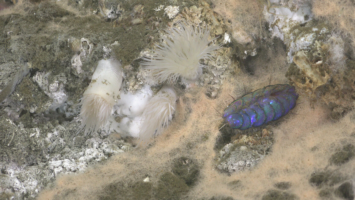 An iridescent blue scale worm, moving across a bacterial mat at a depth of about 12,000 feet, photographed by ROV <em>SuBastian</em>.