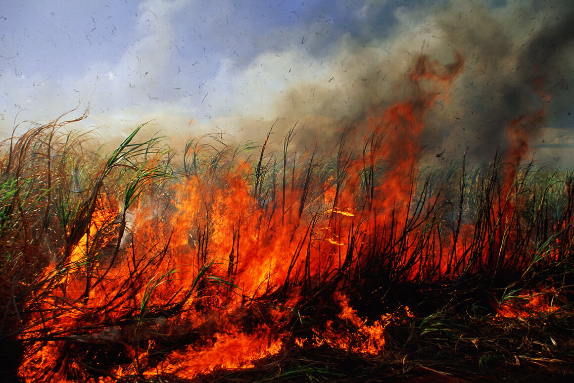Sugar cane field burning is a regular part of harvesting the plant and re-enriching soil.