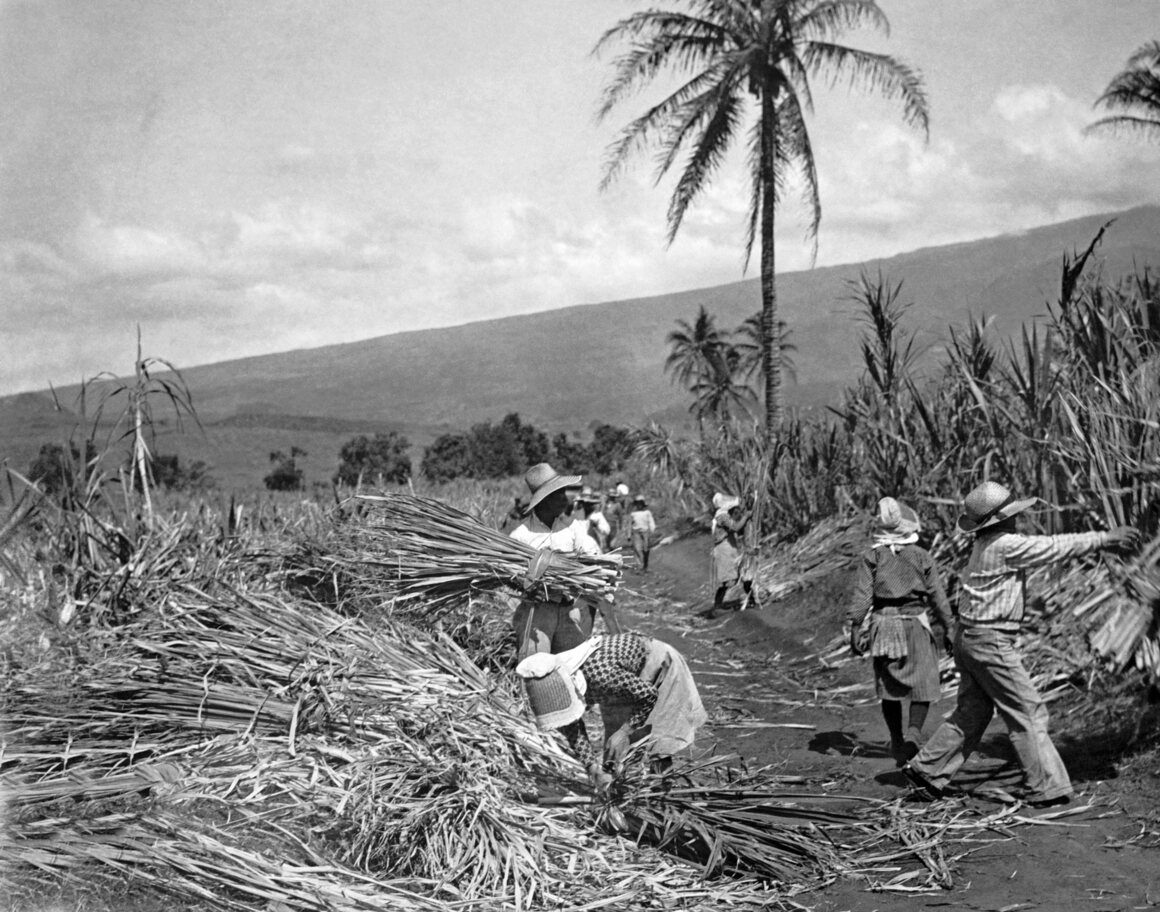 Indigenous Hawaiians harvesting sugar cane on a plantation, circa 1937. 