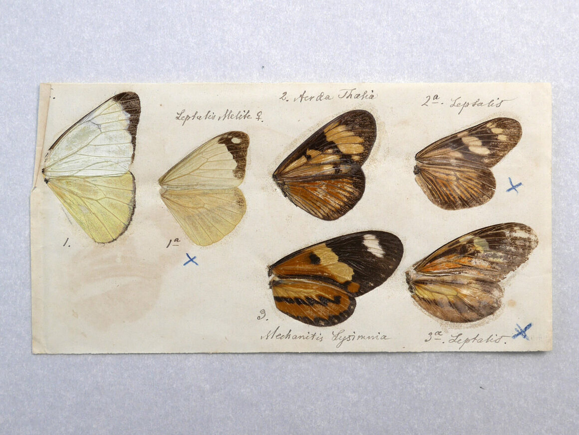 Natural specimens often accompanied Darwin's letter correspondences, like these butterfly wings from Fritz Müller.