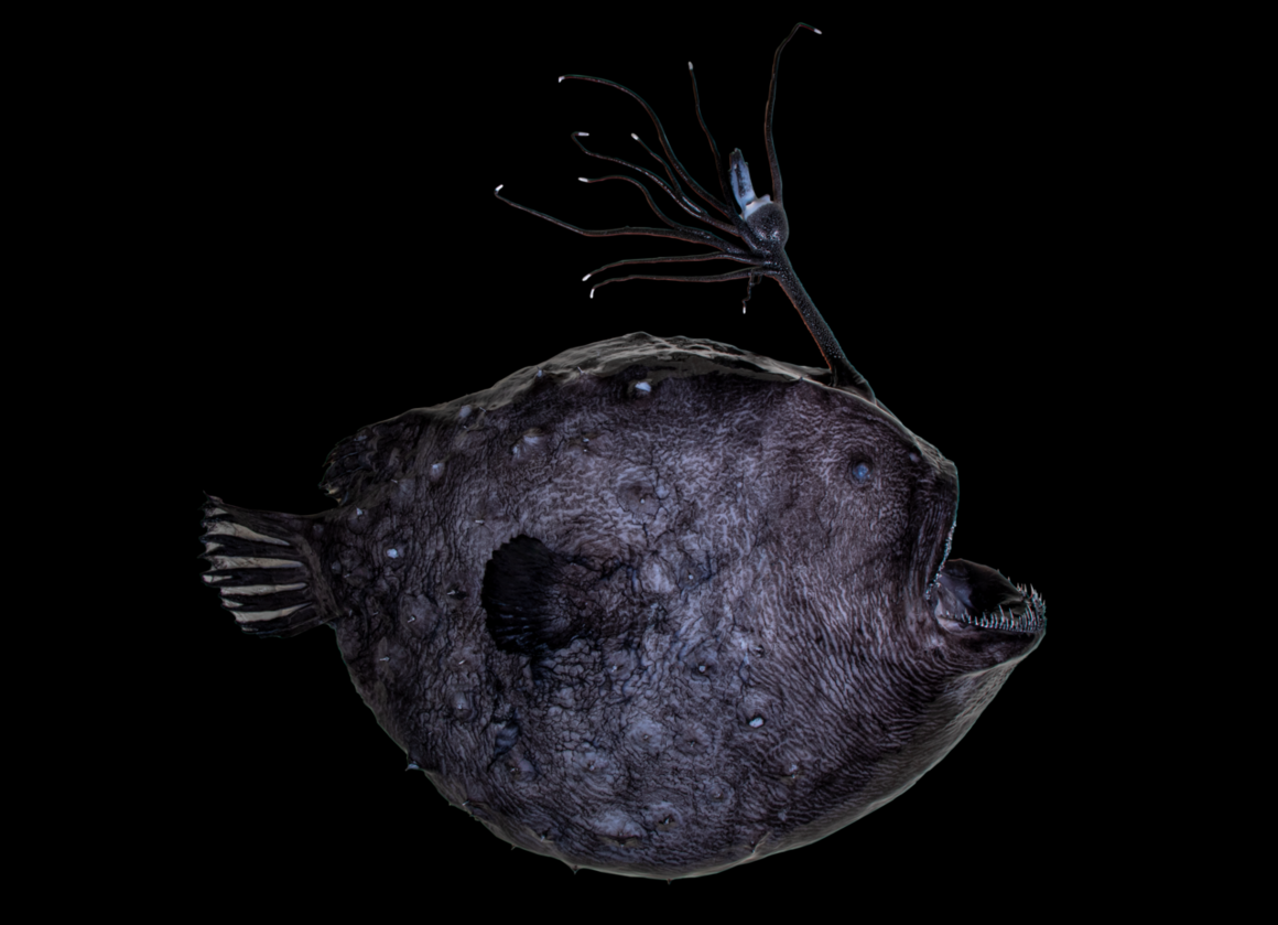 This Pacific footballfish, a type of rare anglerfish, has been preserved by scientists at the Natural History Museums of Los Angeles County. 