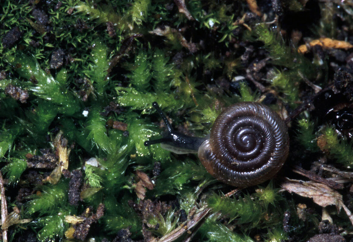 Smaller than a dime, the Iowa Pleistocene snail is an Ice Age relic—thought extinct but rediscovered in tiny Midwestern time-capsule ecosystems.