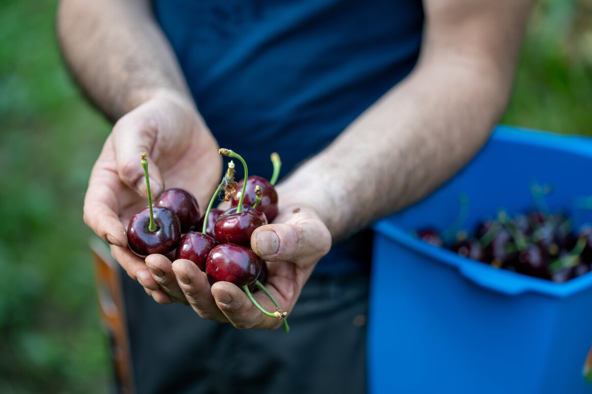 While the Rosso brothers say they have harvested many XXL cherries that weigh more than an ounce, their record-holder came in at a solid 1.16 ounces.