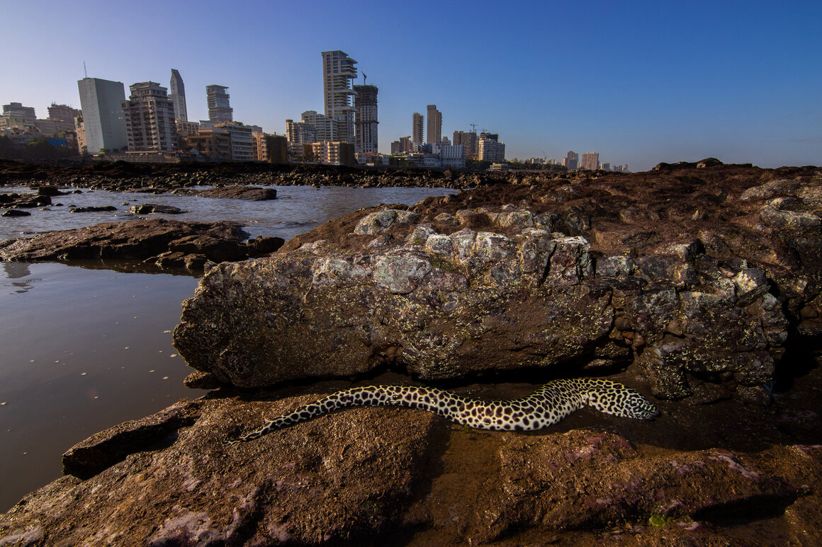 A honeycomb moray eel, stranded by the receding tide at Mahalaxmi, was later released into a nearby intertidal pool. The rocky shoreline has since been developed into part of a coastal road. 