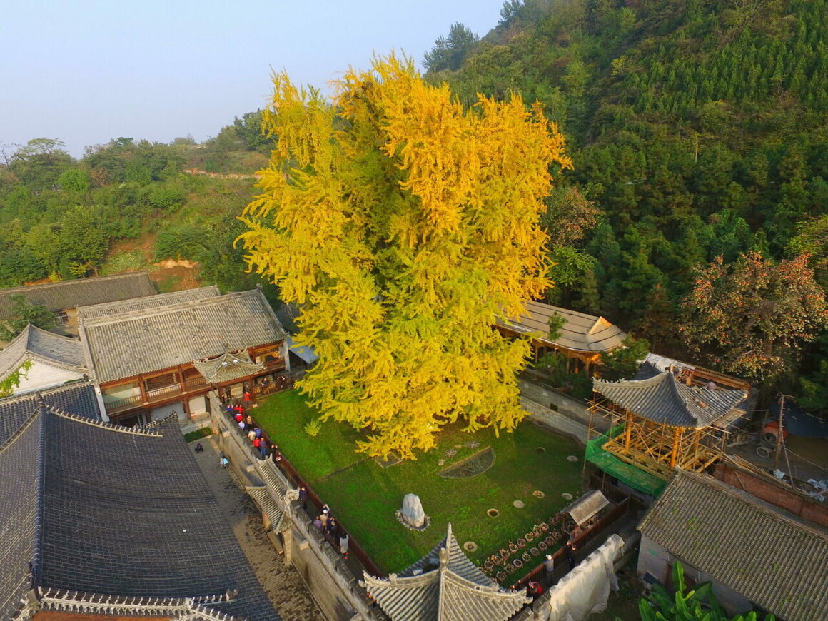 This Xi'an temple ginkgo is more than a thousand years old.