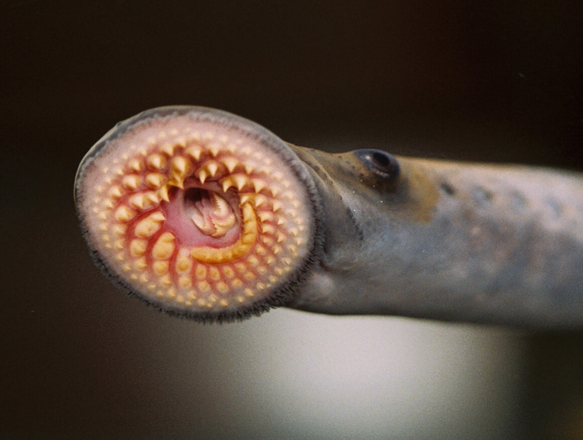 The lamprey doesn't exactly look the part of culinary delicacy.