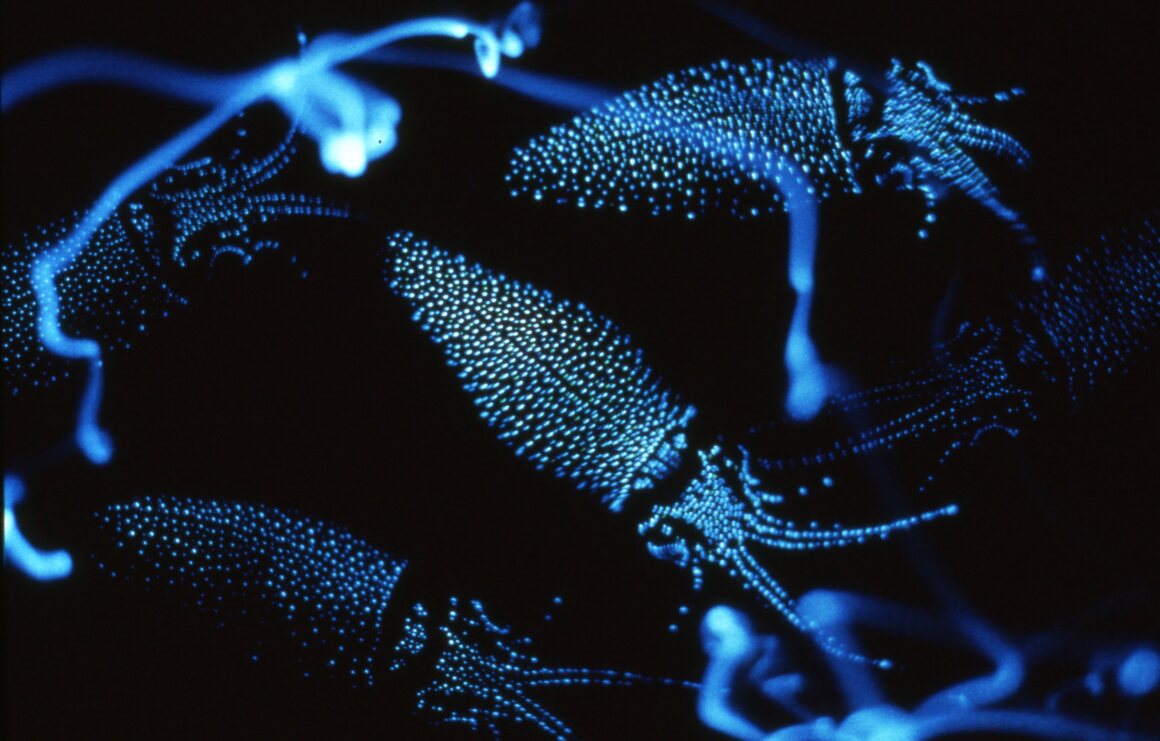 Bioluminescent firefly squid, a delicacy for the eyes and the palate. 