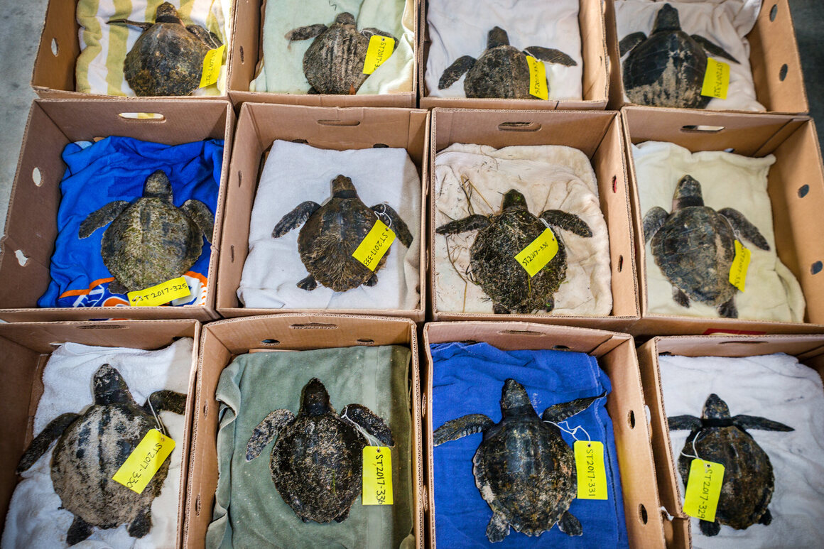 Boxes of cold-stunned sea turtles sit in a cool room. Rehabilitators bring the turtles' body temperatures back up to normal to avoid shocking the animals.