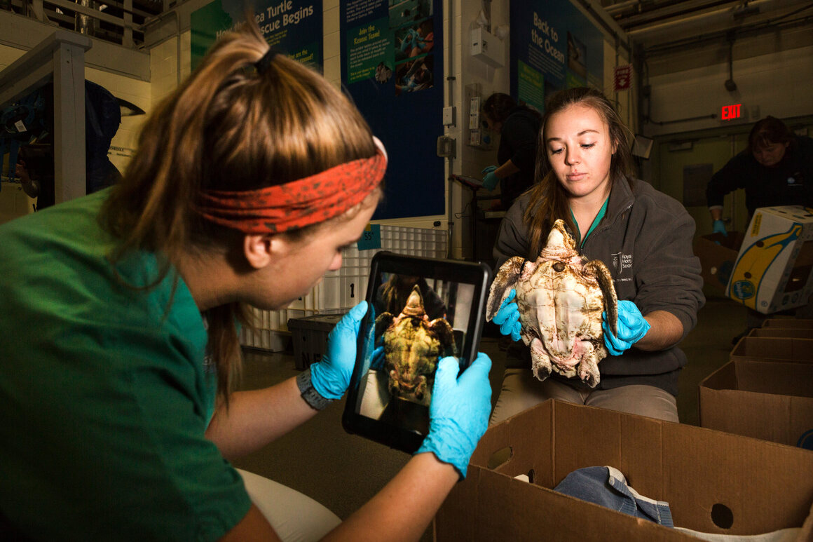 At the New England Aquarium, sea turtles are examined and photographed to document the condition and recovery of the animals.