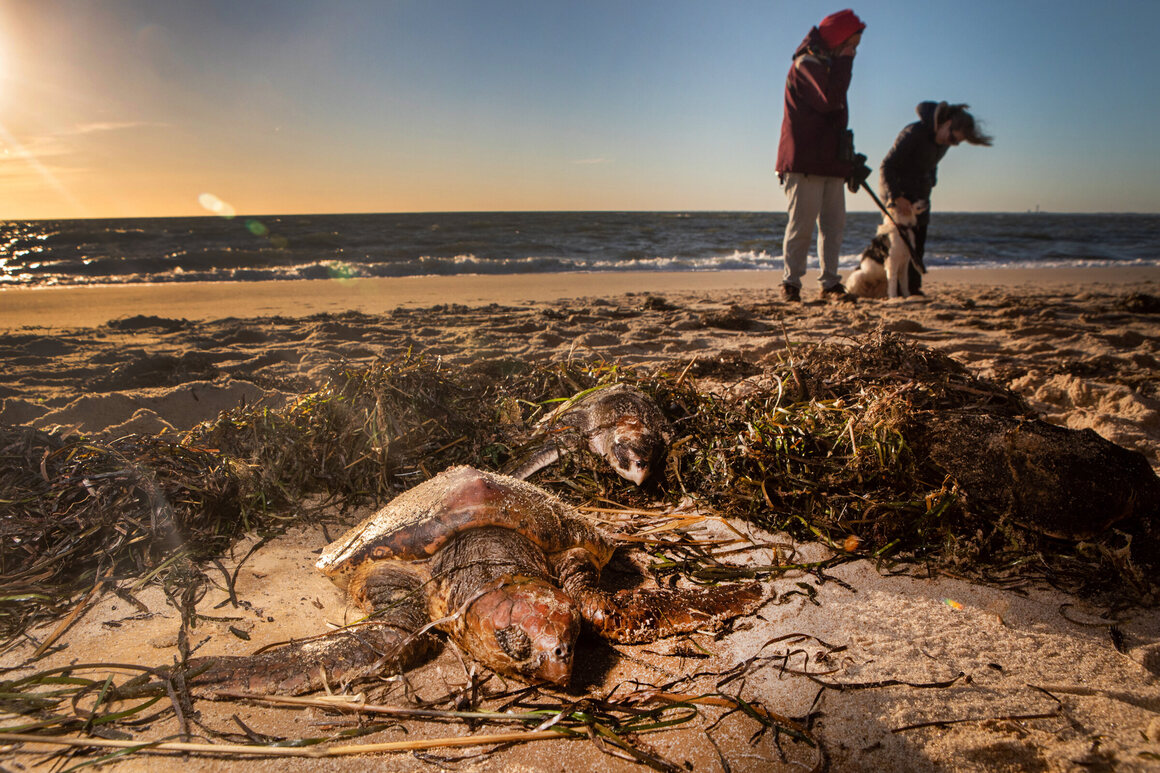 Nancy Braun, her dog, Halo, and a few other people stand watch over four stranded sea turtles on Great Hallow Beach on Cape Cod in November.