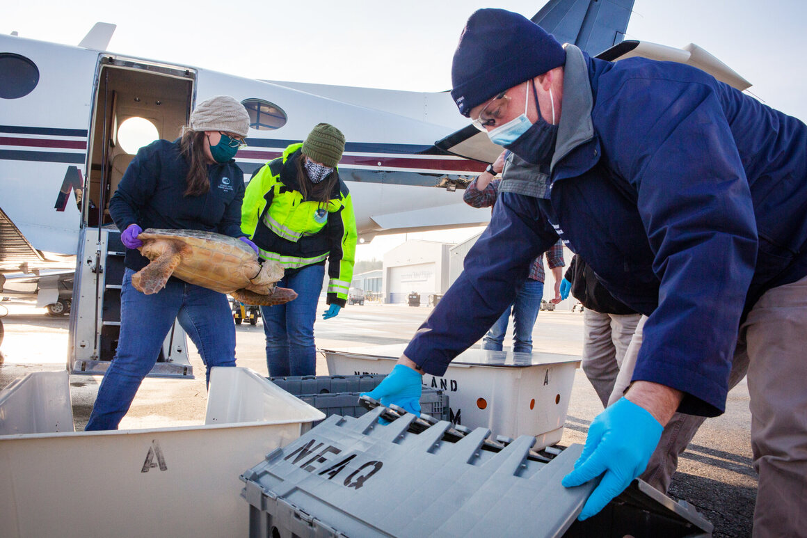 Scientists and volunteers load sea turtles stranded in New England onto a southbound flight.