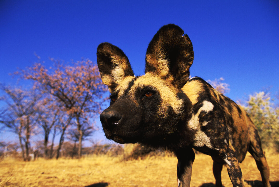 African Wild Dogs Survive by 'Living in the Cracks' of a Landscape - Atlas  Obscura