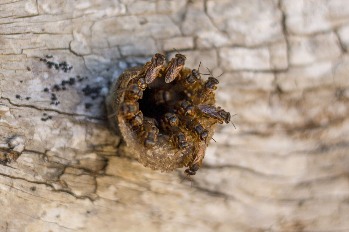 The Keeper of Sacred Bees Who Took on a Giant