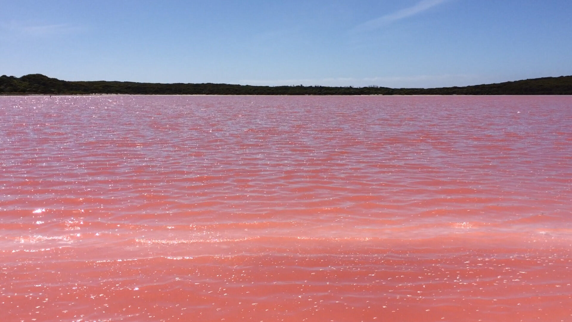 Can You Swim In The Pink Lake Wa Why Is This Lake In Australia Bright Pink Atlas Obscura