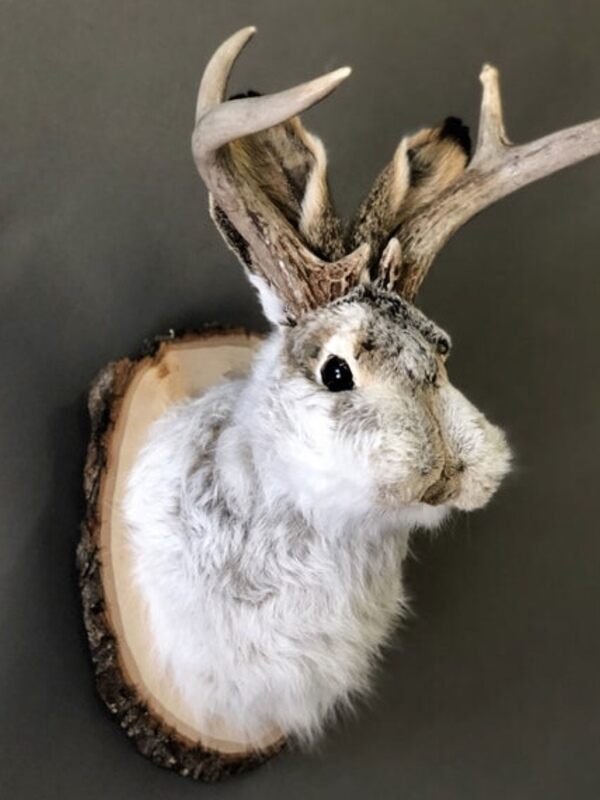 Jackalope Mount