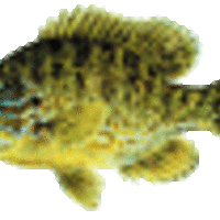 Profile image for osmanifolausen