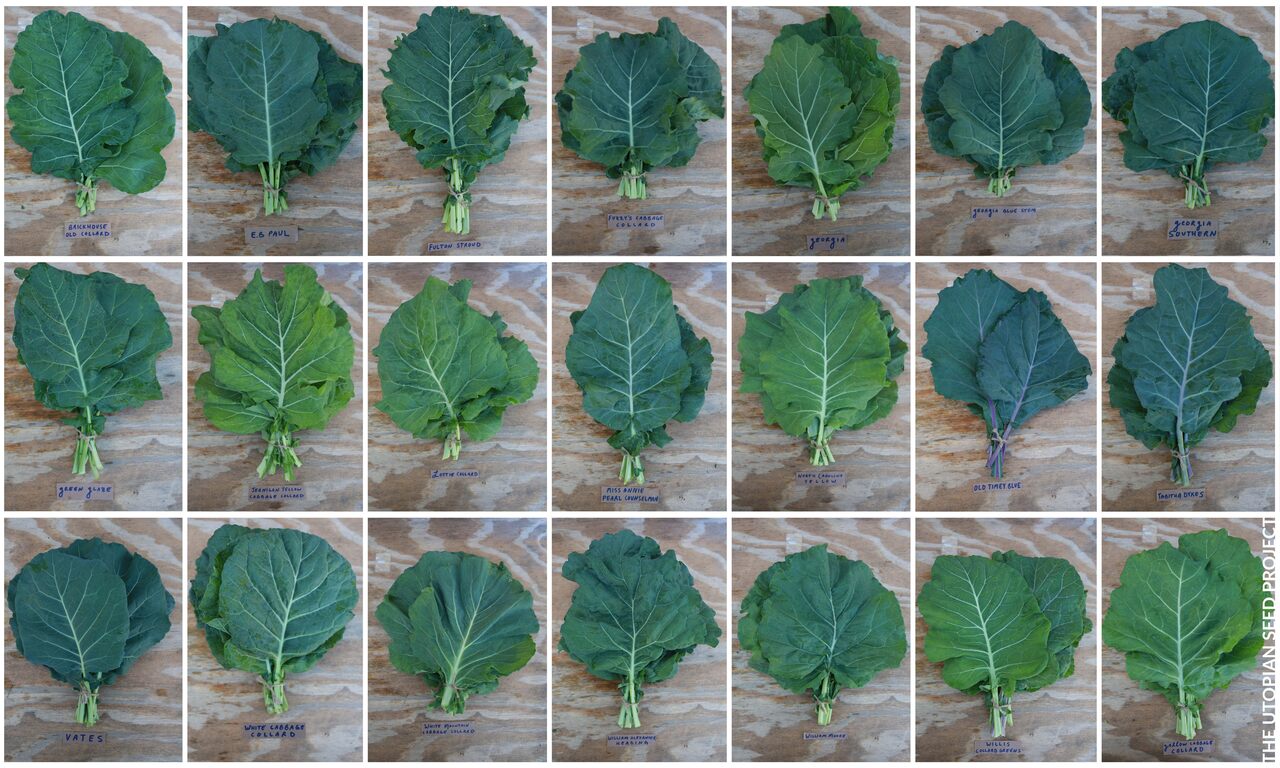 Nearly-lost collard green varieties are being preserved and propagated across the country.