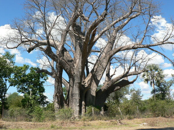 Picture - How Old Is Zimbabwe’s Famed ‘Big Tree’?
