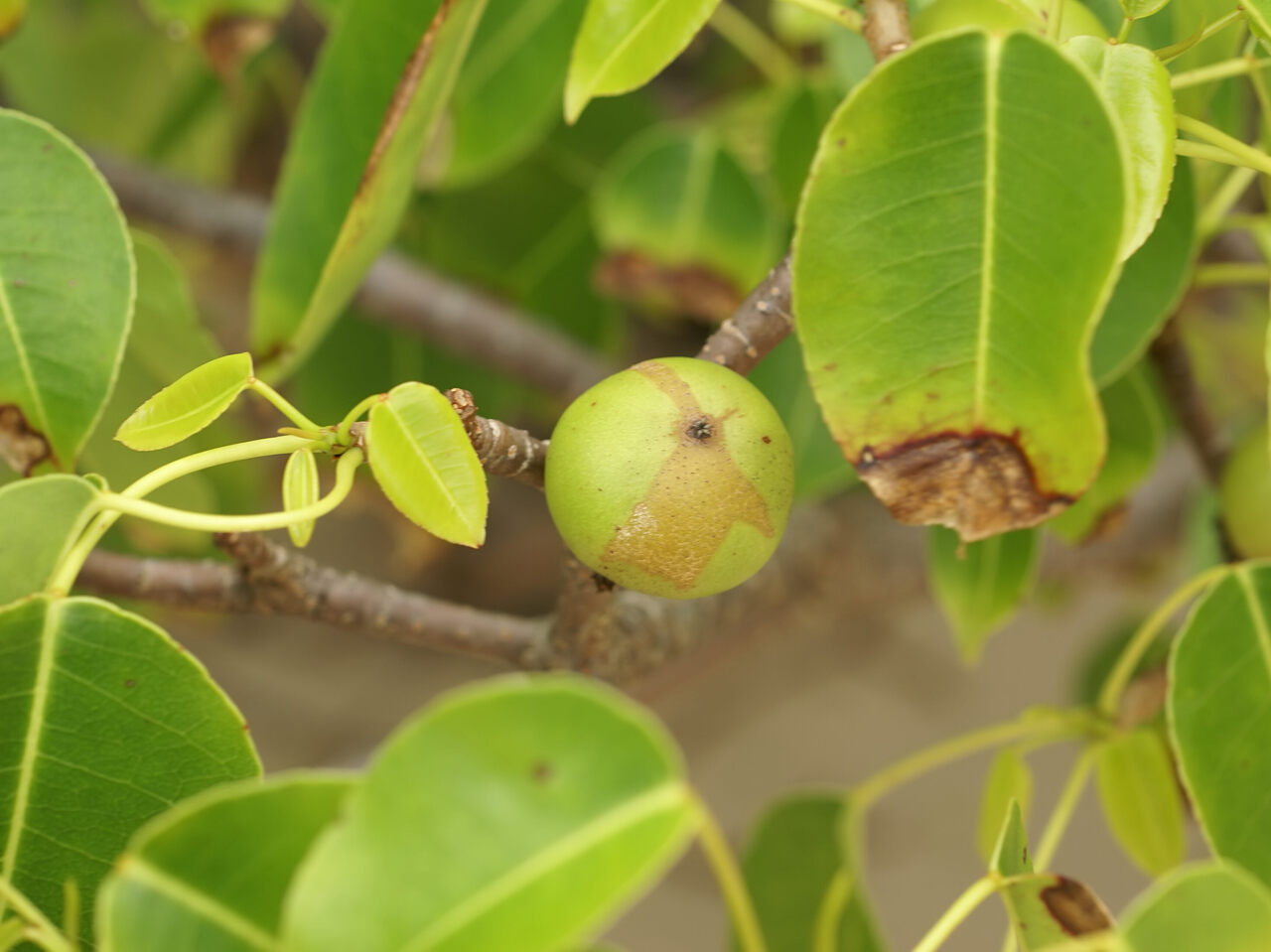Floridský strom s ovocím v tvare gule
