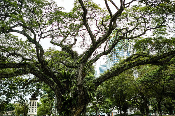 On a sunny Monday morning  in May, veteran arborist Eric Ong makes his rounds across the island of Singapore. Lean and tanned from years under the sun