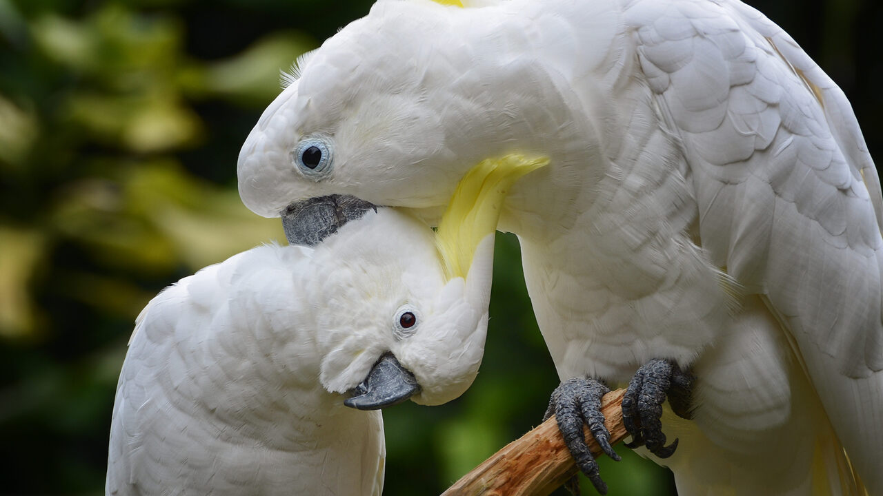 Nothing stands in the way of a Cockatoo with 4 hungry mouths to feed