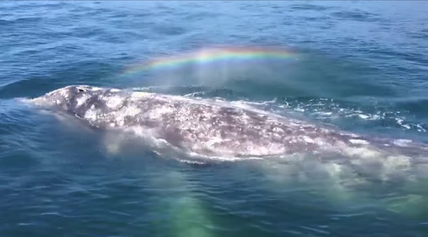 Αποτέλεσμα εικόνας για A Whale Shoots A Rainbow Out Of Its Blowhole