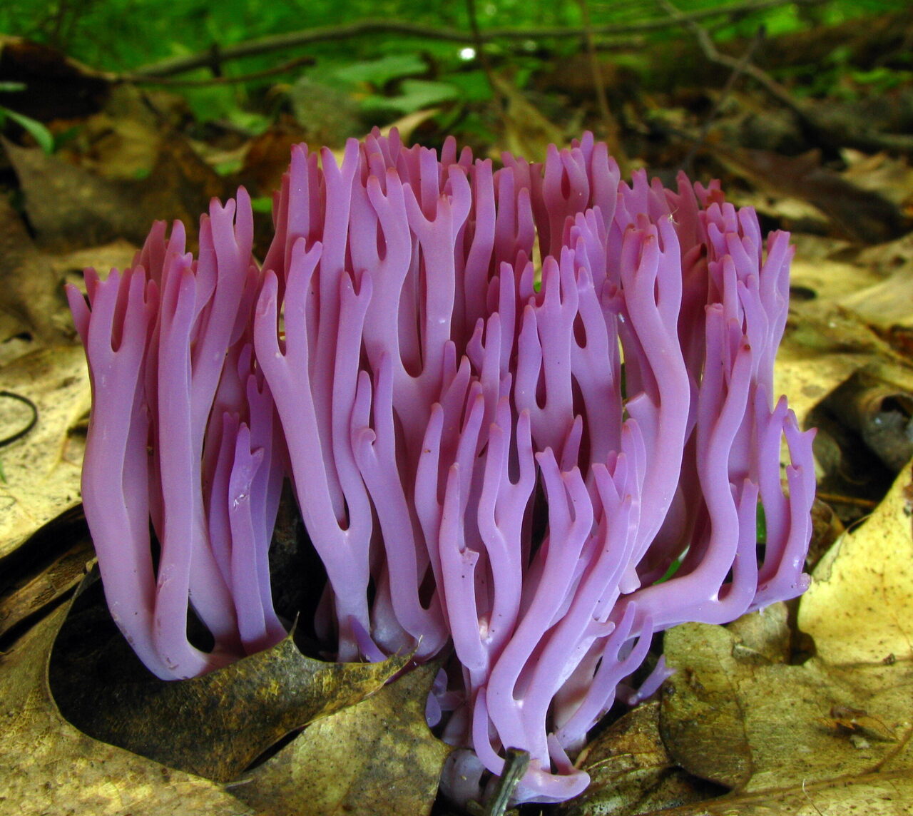 A Wave Of Colorful Coral Fungi Is Washing Over Wales Atlas Obscura Fungal infections come in different forms, like ringworm athlete's foot, toenail fungus, yeast infections, and jock itch. a wave of colorful coral fungi is