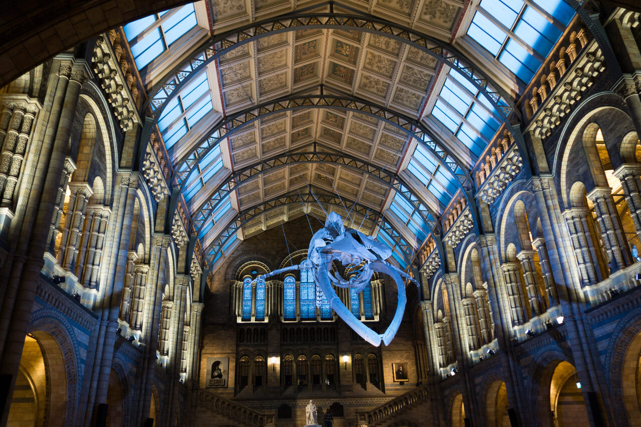 In London, Natural History Museums Confront Their Colonial ...