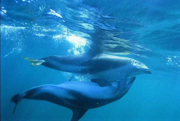 How A Female Dolphin May Use Her Vagina To Choose The Father Of Her