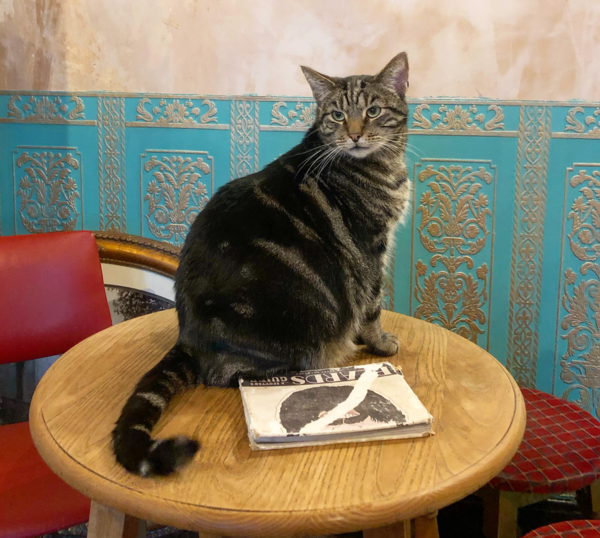 Inside England’s Accidental Cat Pub