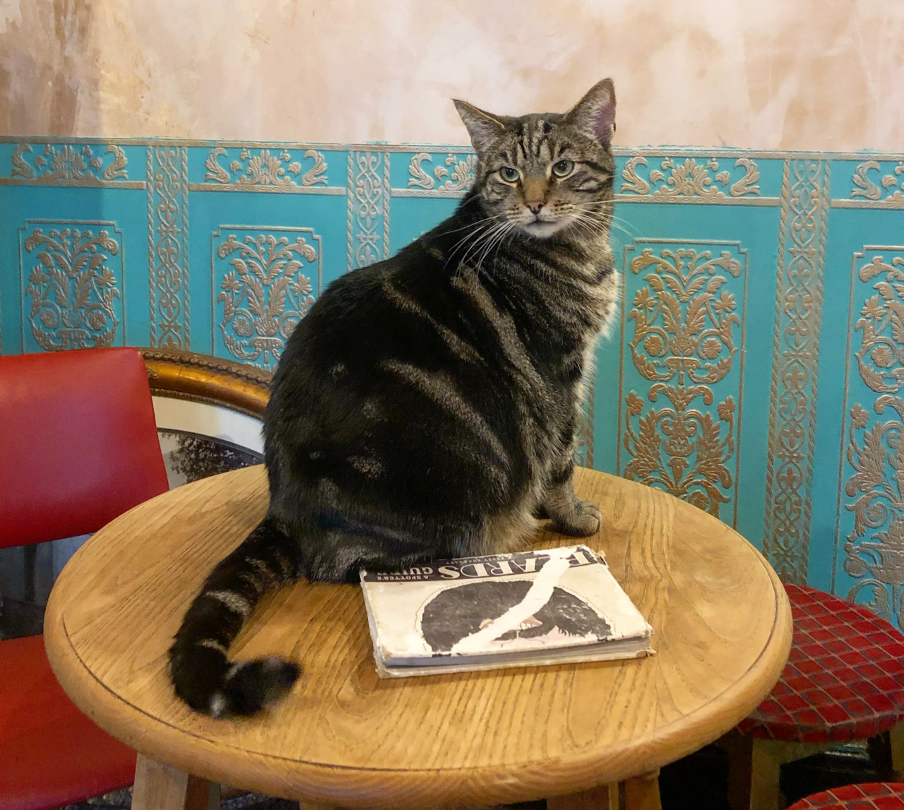 The Accidental Cat Pub