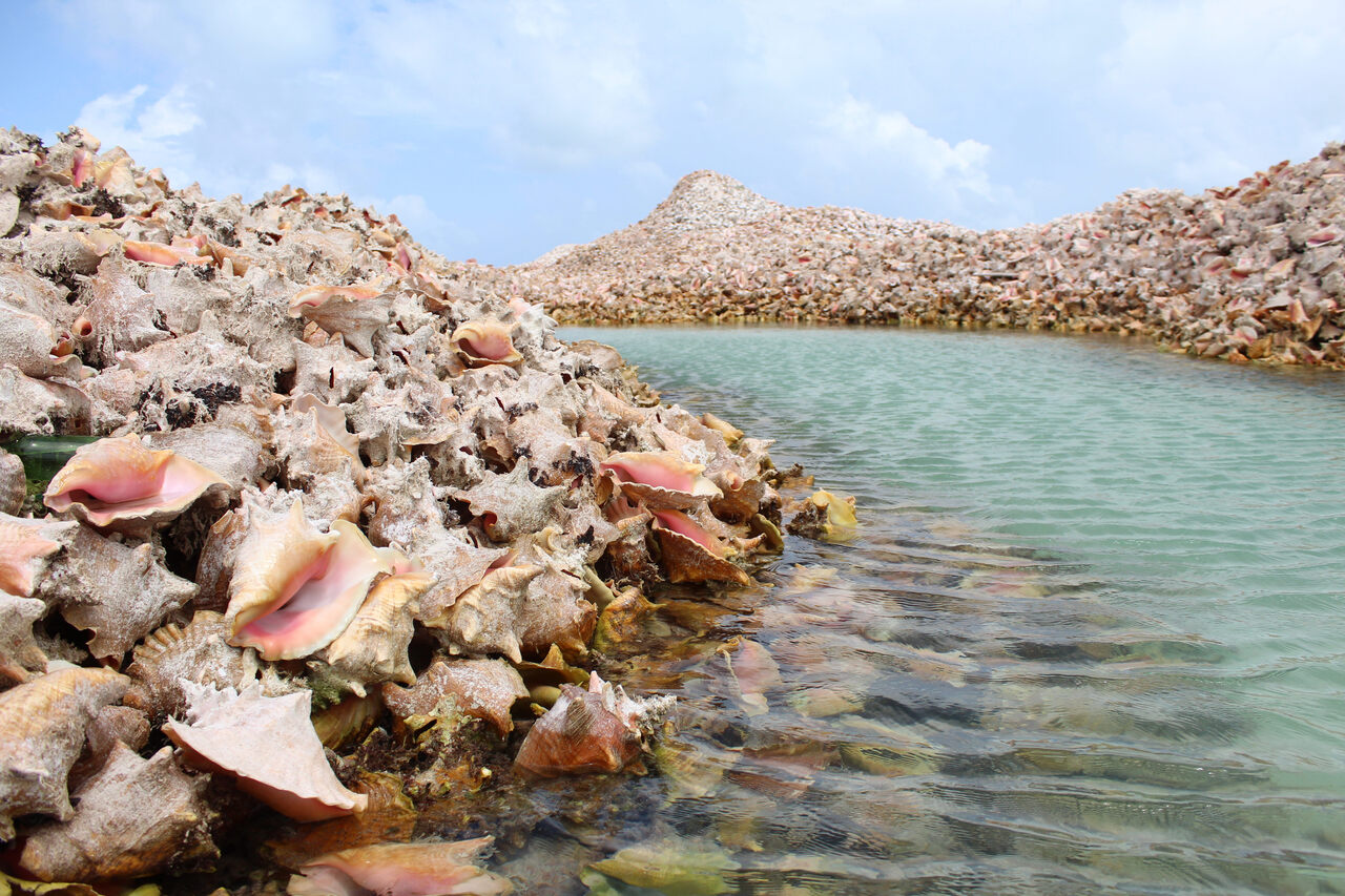 Theres A Massive Conch Shell Graveyard In The Caribbean