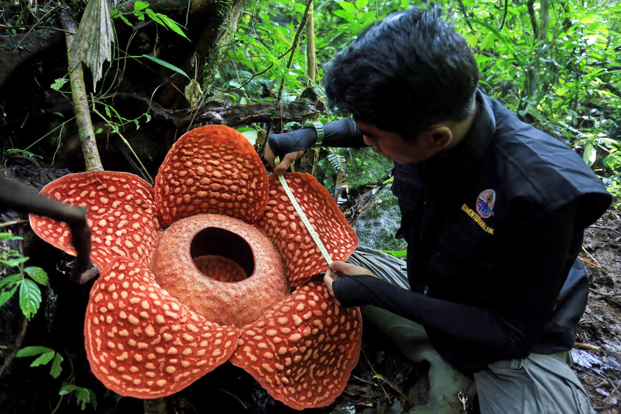 An Elusive 'Corpse Lily' Bloomed Larger Than Ever Before in Indonesia - Atlas Obscura